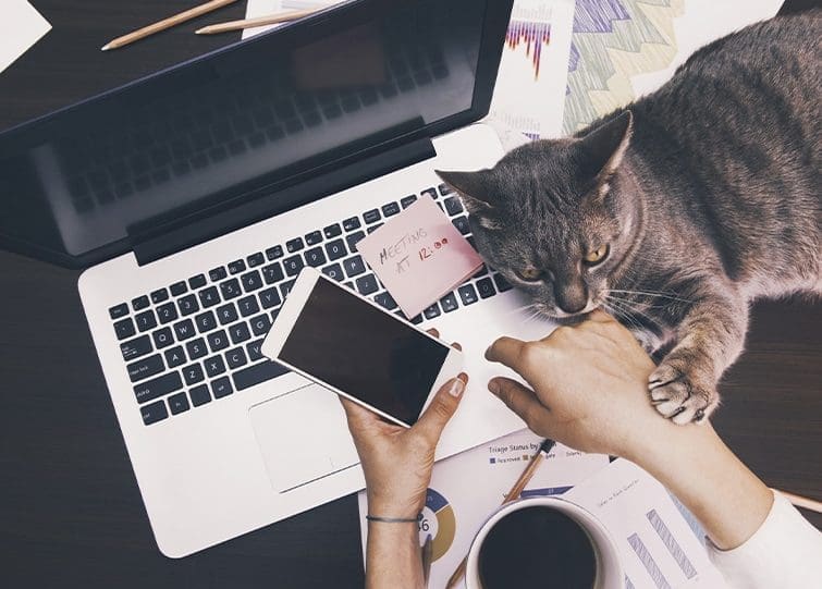GCA working from home with cat