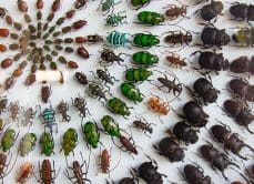 concentric bugs