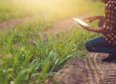 Farmer standing in a wheat field and looking at tablet
