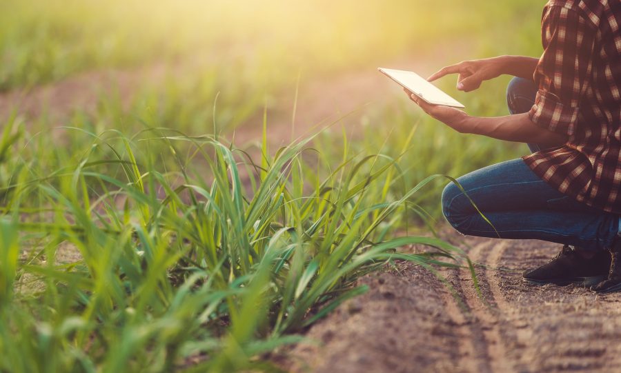Farmer standing in a wheat field and looking at tablet